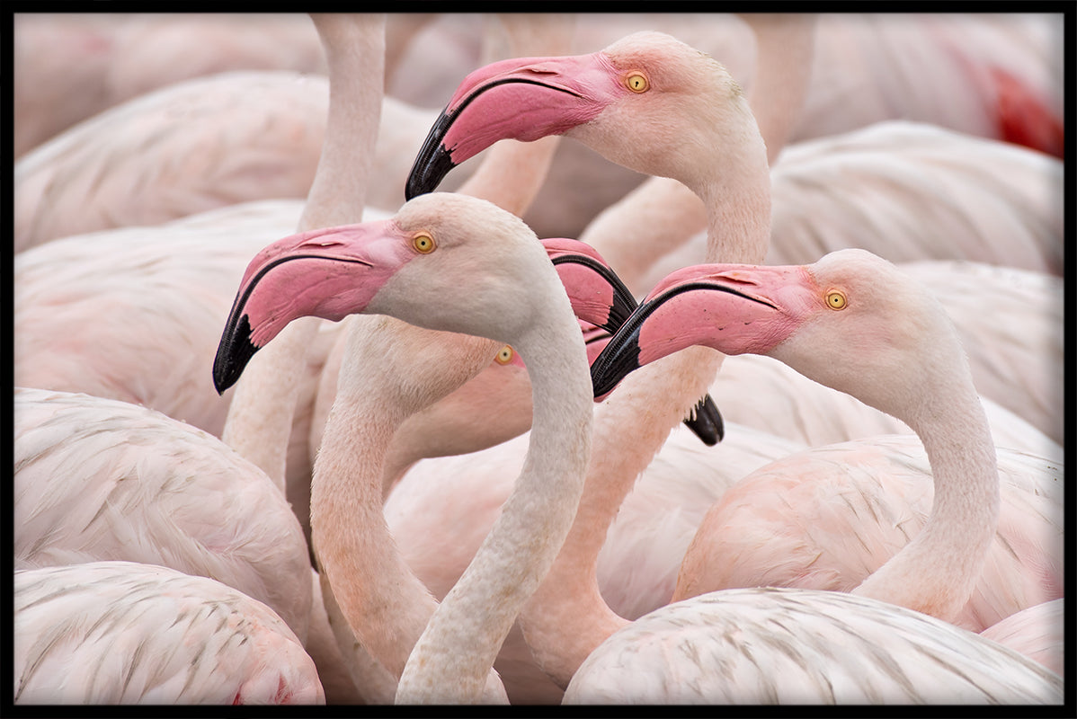 Flamingos pink plakat
