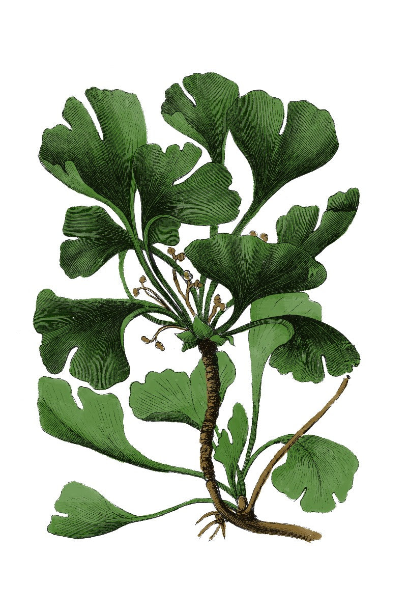 Green Botanics N01 optegnelser