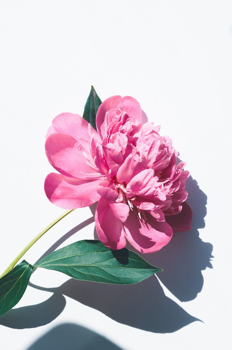 Les Fleurs N01 plakat
