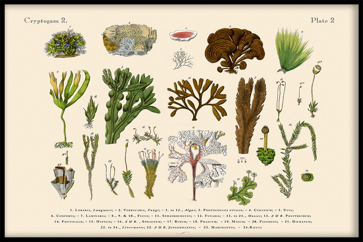 Skandinavisk Flora N02 optager