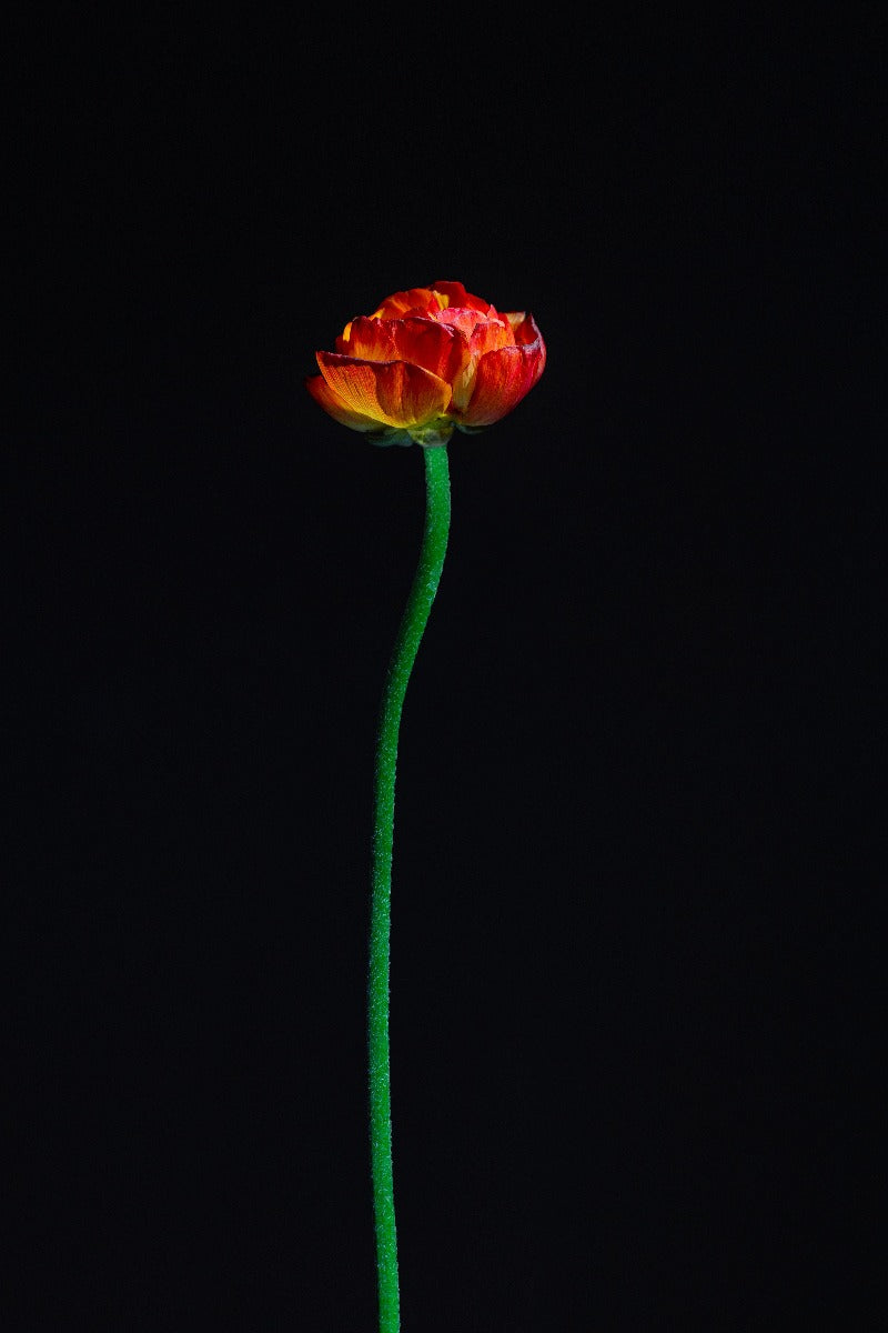 Blomster på sort N01 plakat