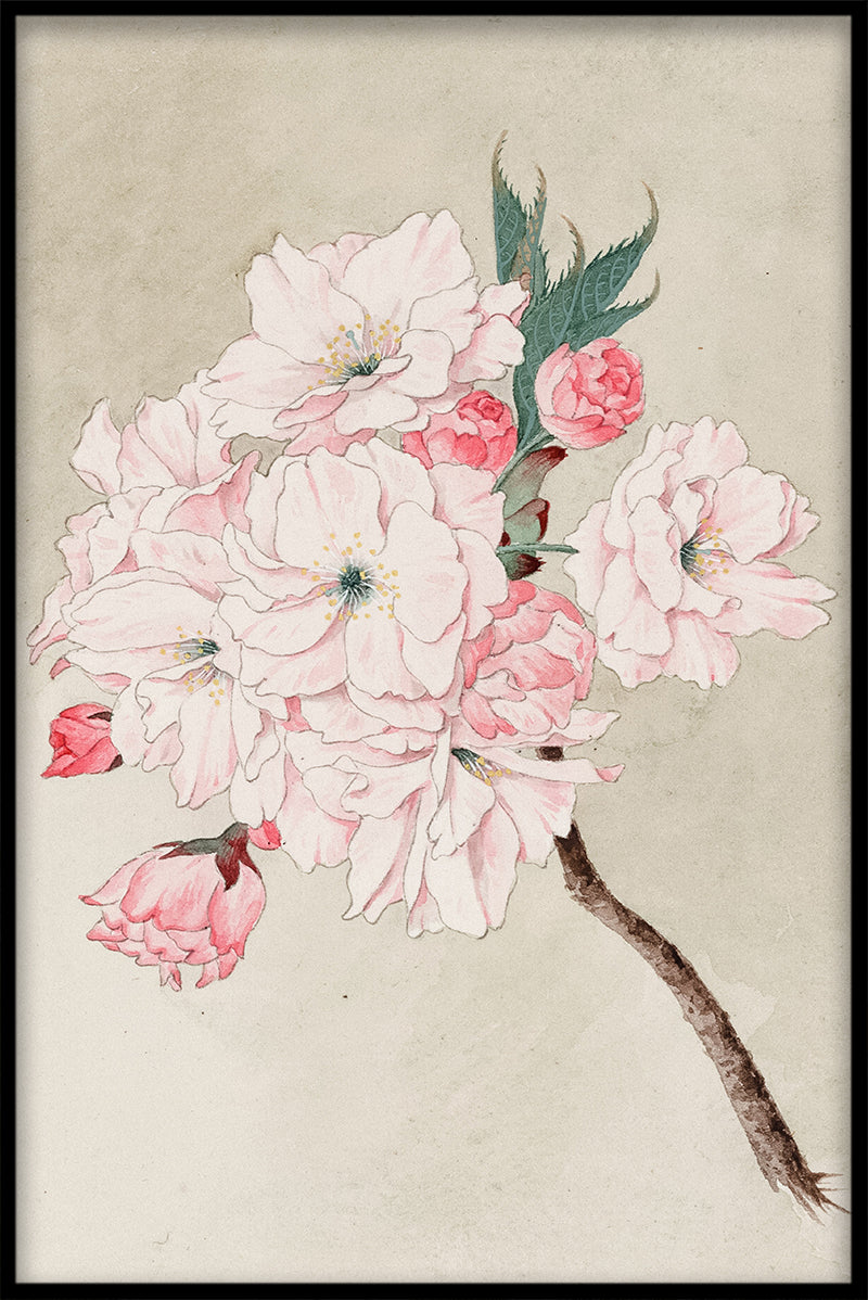 Cherry blossom N01 rekord