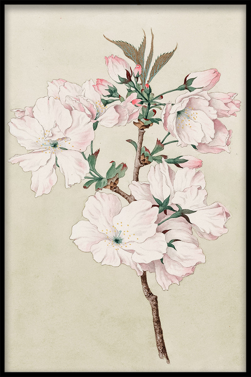 Kirsebærblomster N02 poster