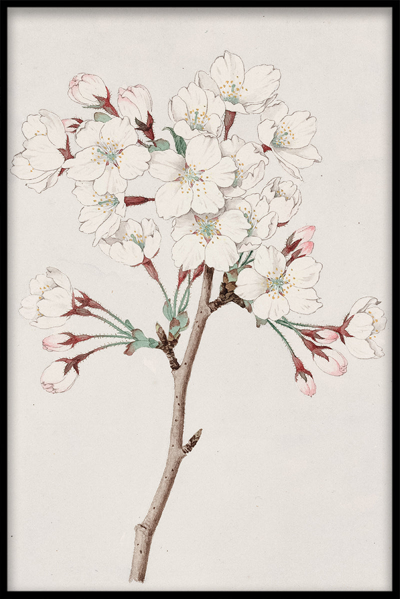 Kirsebærblomster N05 rekorder