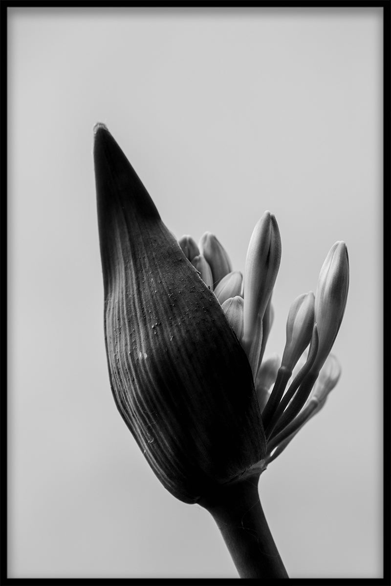 Kunstfotografering N02 optager