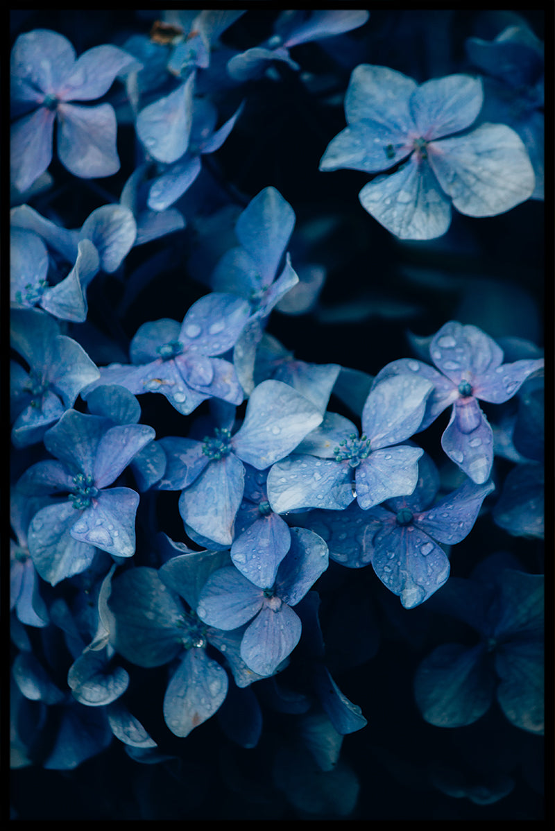 Flowermania N01 plakat