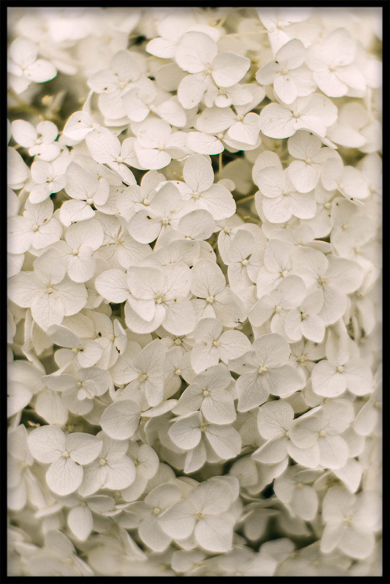 Flowermania N02 plakat