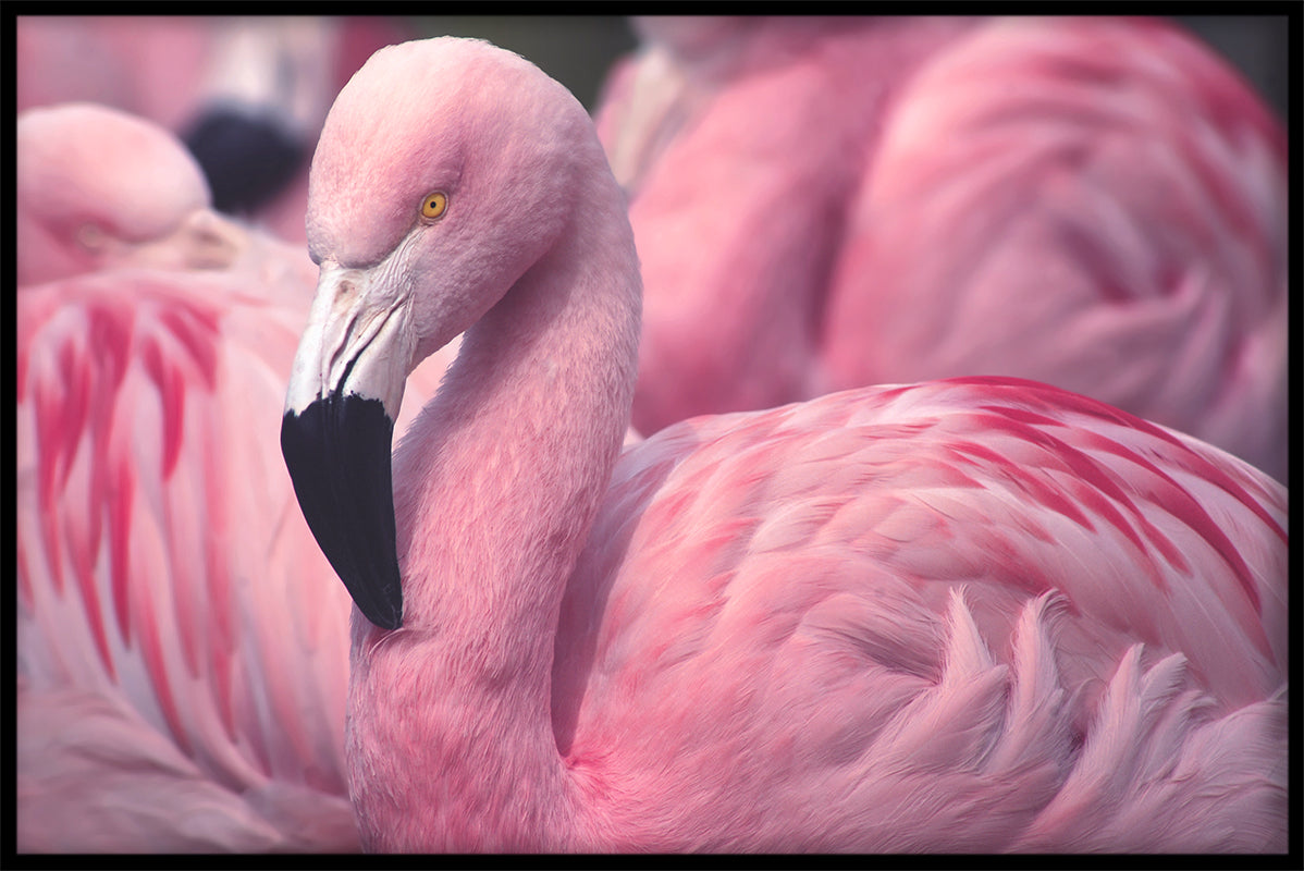 Flamingoer nærbillede plakat