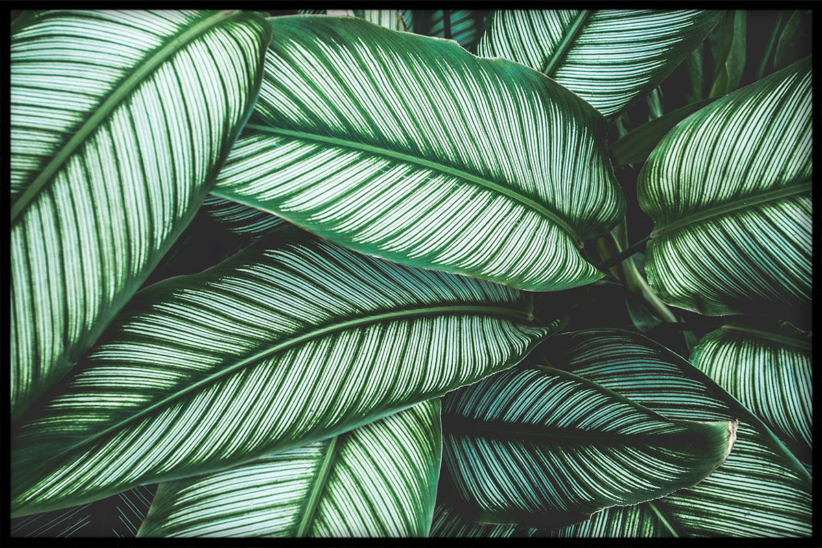 Eksotiske planter N04 poster