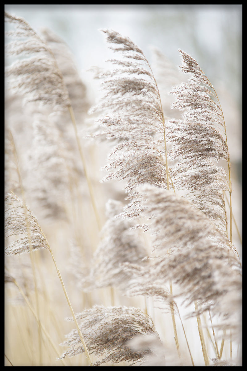 Reeds optegnelser