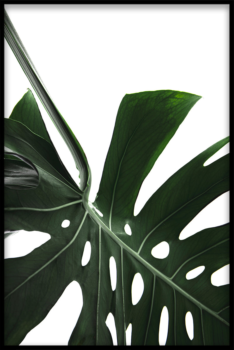 Monstera nærbillede N02 plakat