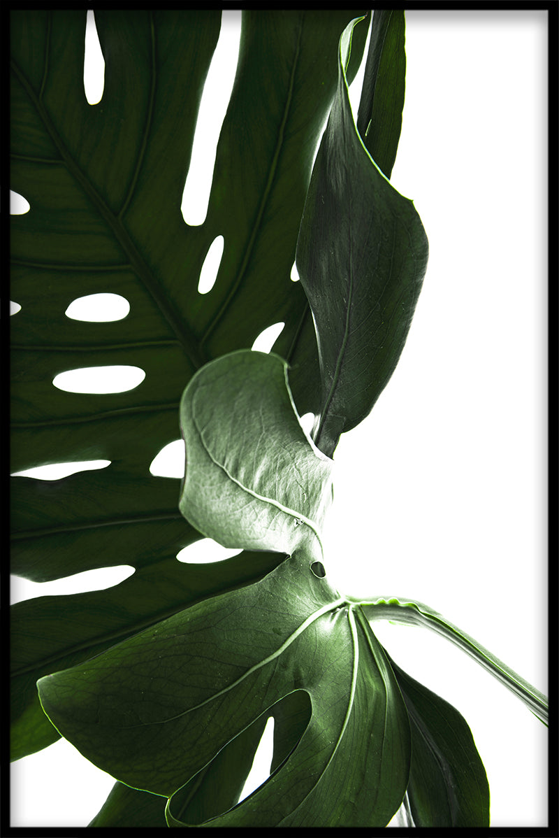 Monstera nærbillede N03 rekord