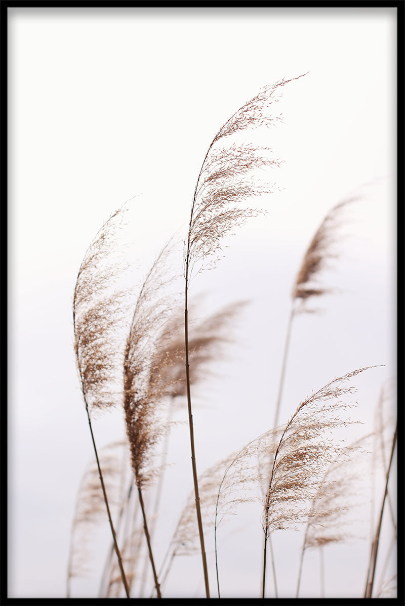 Reeds N02 rekord
