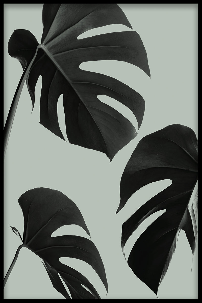 Grøn Monstera N03 indgang