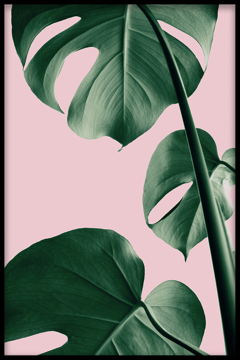 Pink Monstera N03 poster