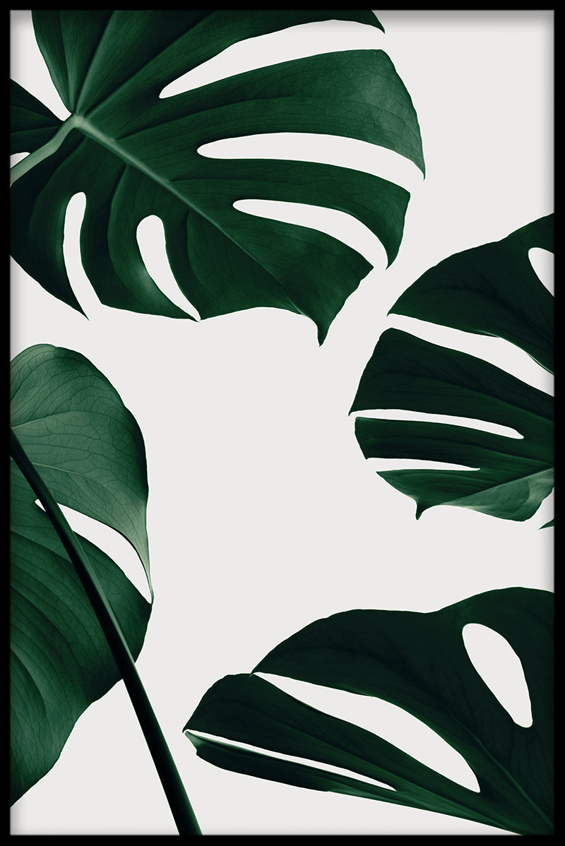 Lys Monstera plakat
