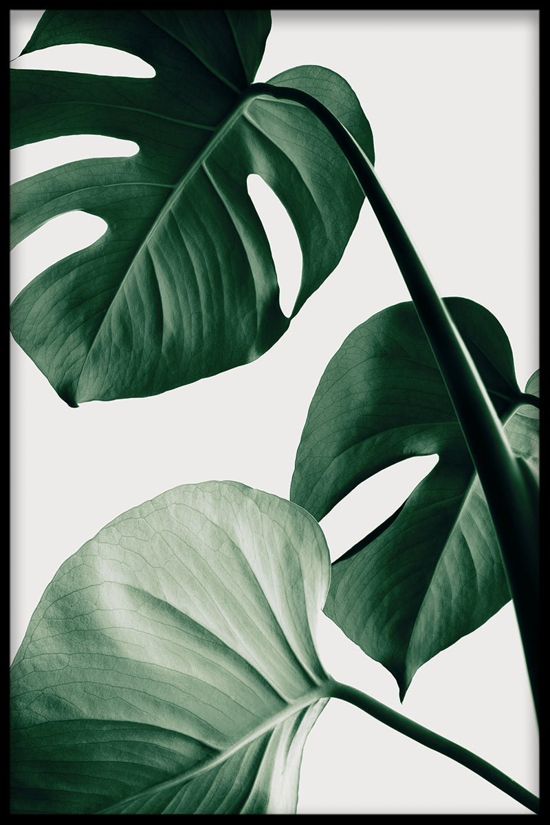 Light Monstera N03 varer
