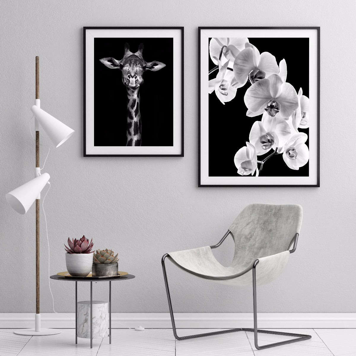 Phalaenopsis orkidé optegnelser