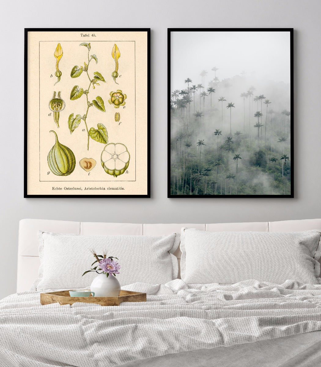 Antik blomma Illustration Birthwort plakat