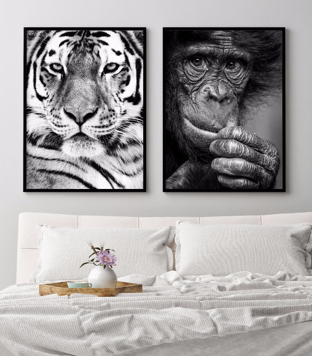 Sibirisk tiger portræt plakat