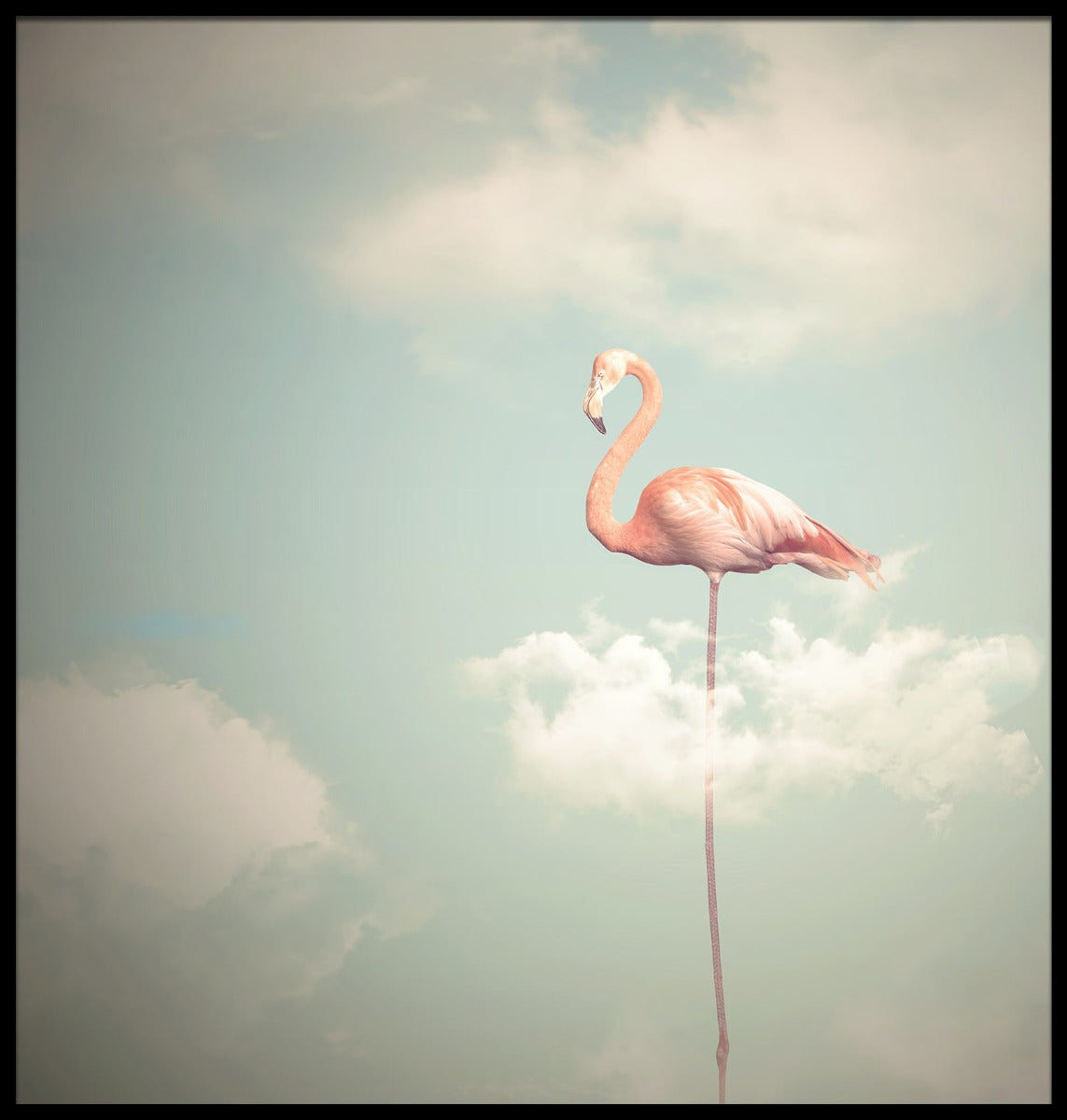 Flamingo Illustration plakat