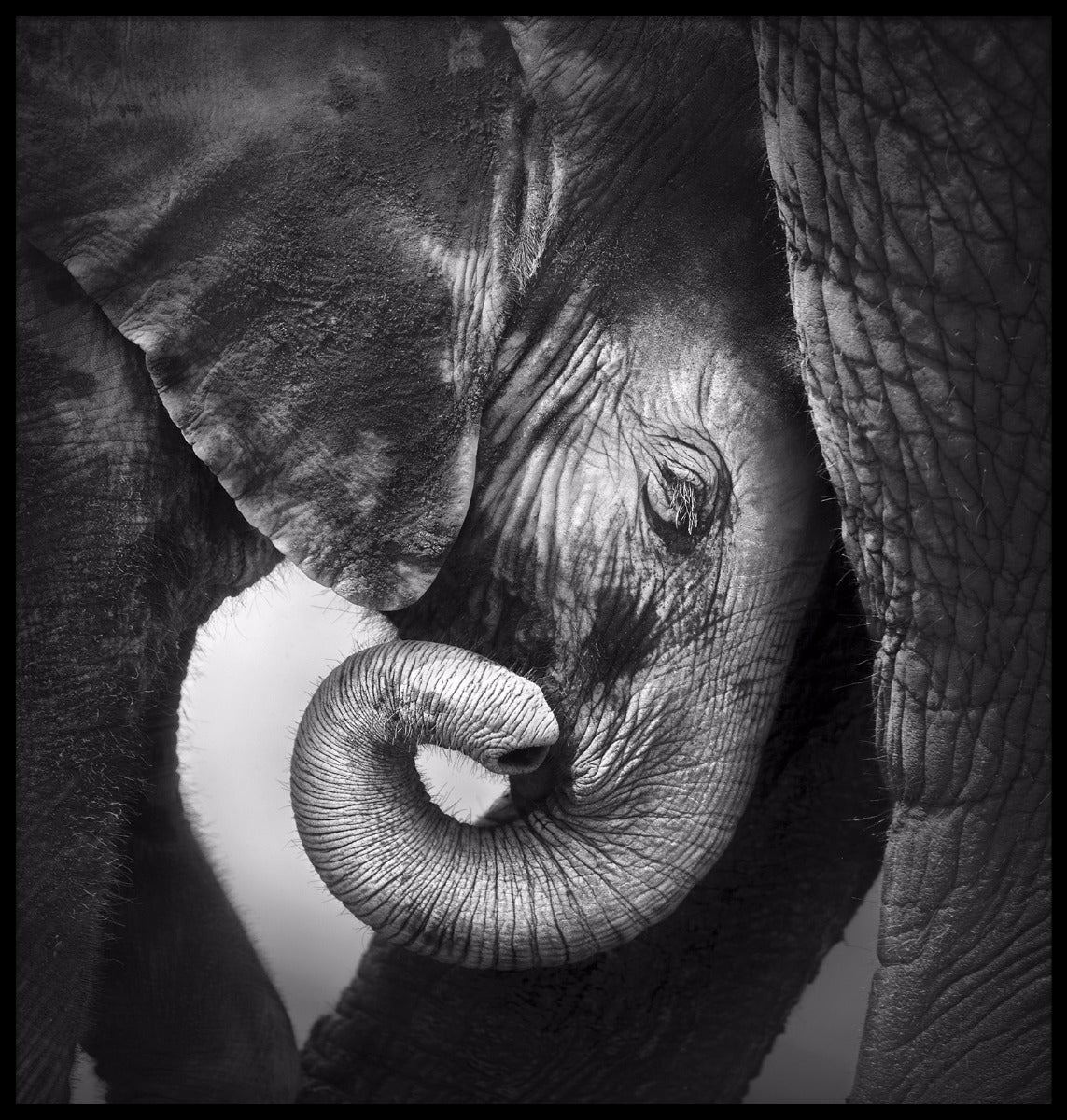 Baby elefant plakat