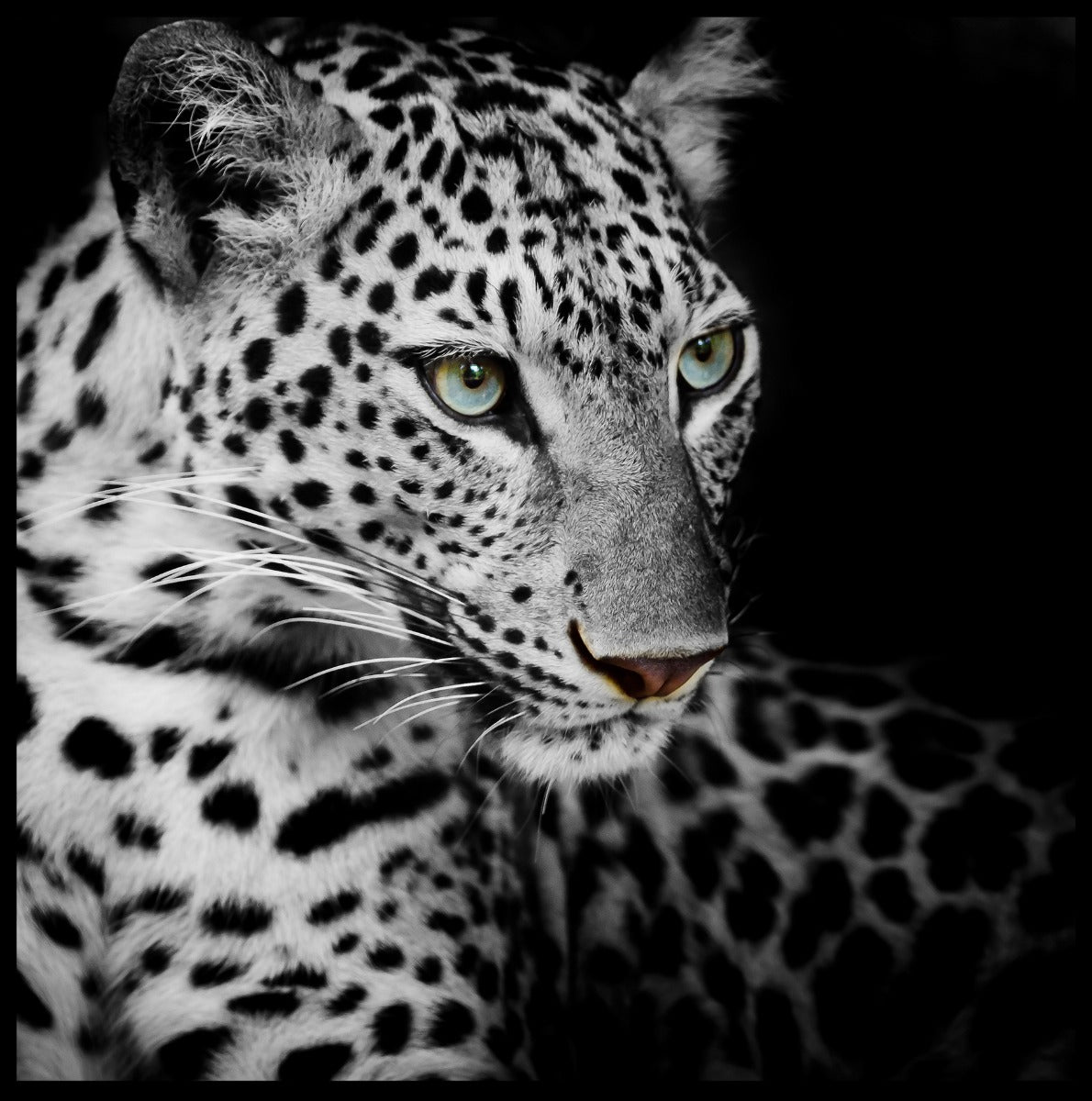 Leopard plakat