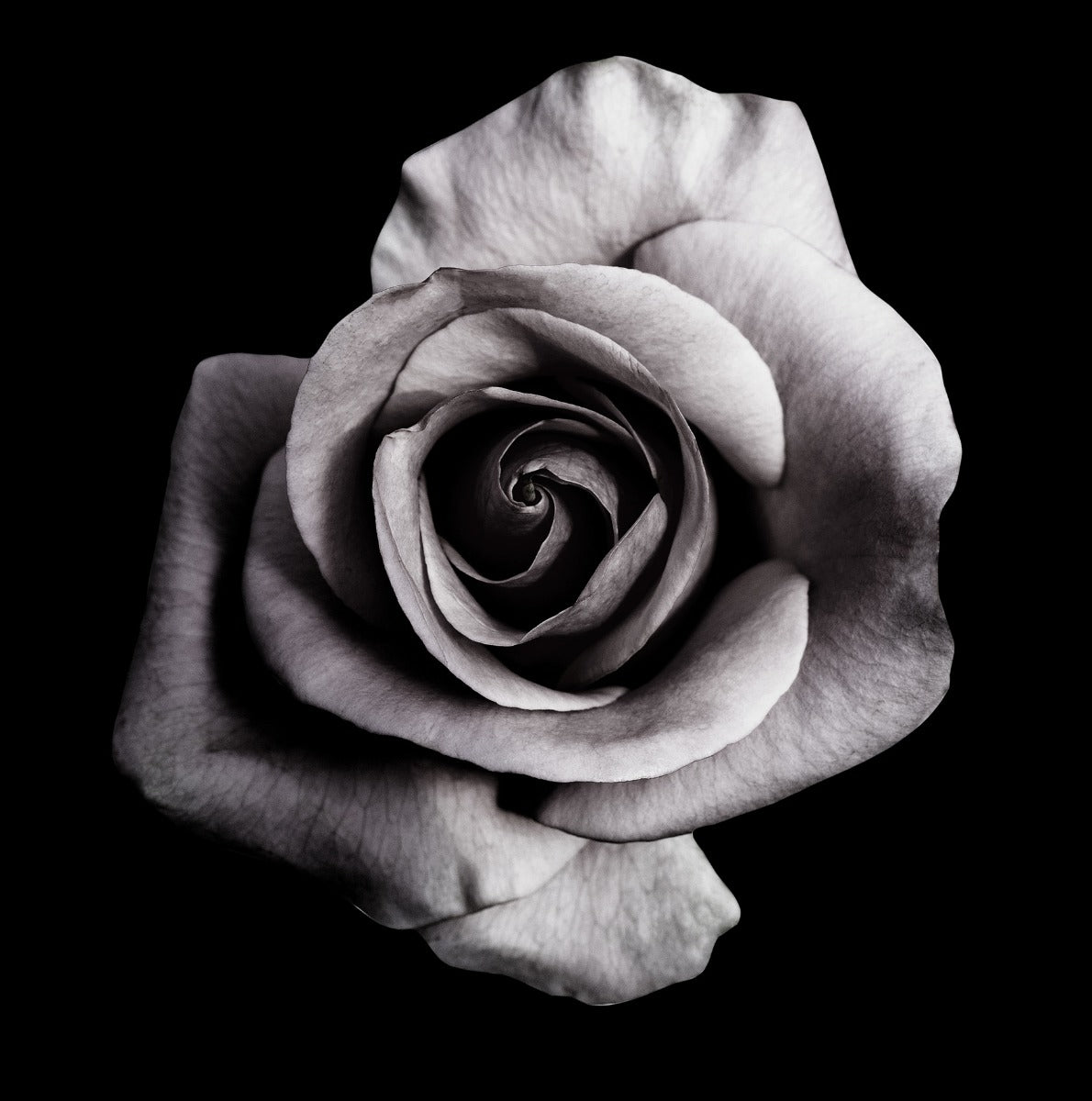 Rose på sort plakat