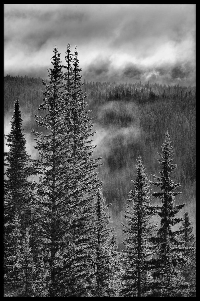 Forest Mountain Valley optegnelser