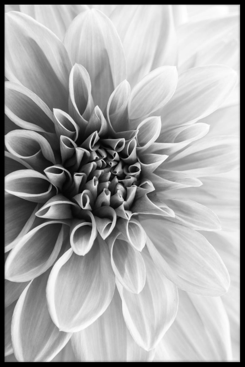 Dahlia plakat