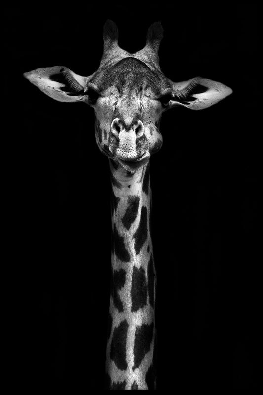  Sort og hvid giraf portræt plakat