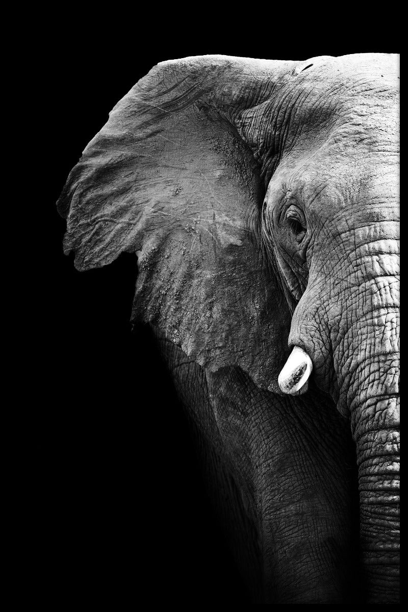 Sort og hvid elefant portræt plakat