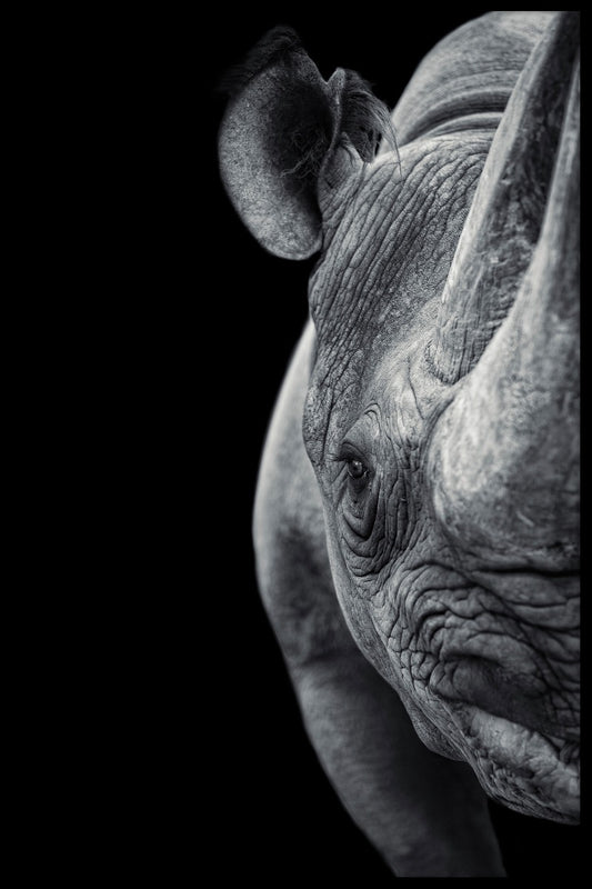 Rhino portræt plakat