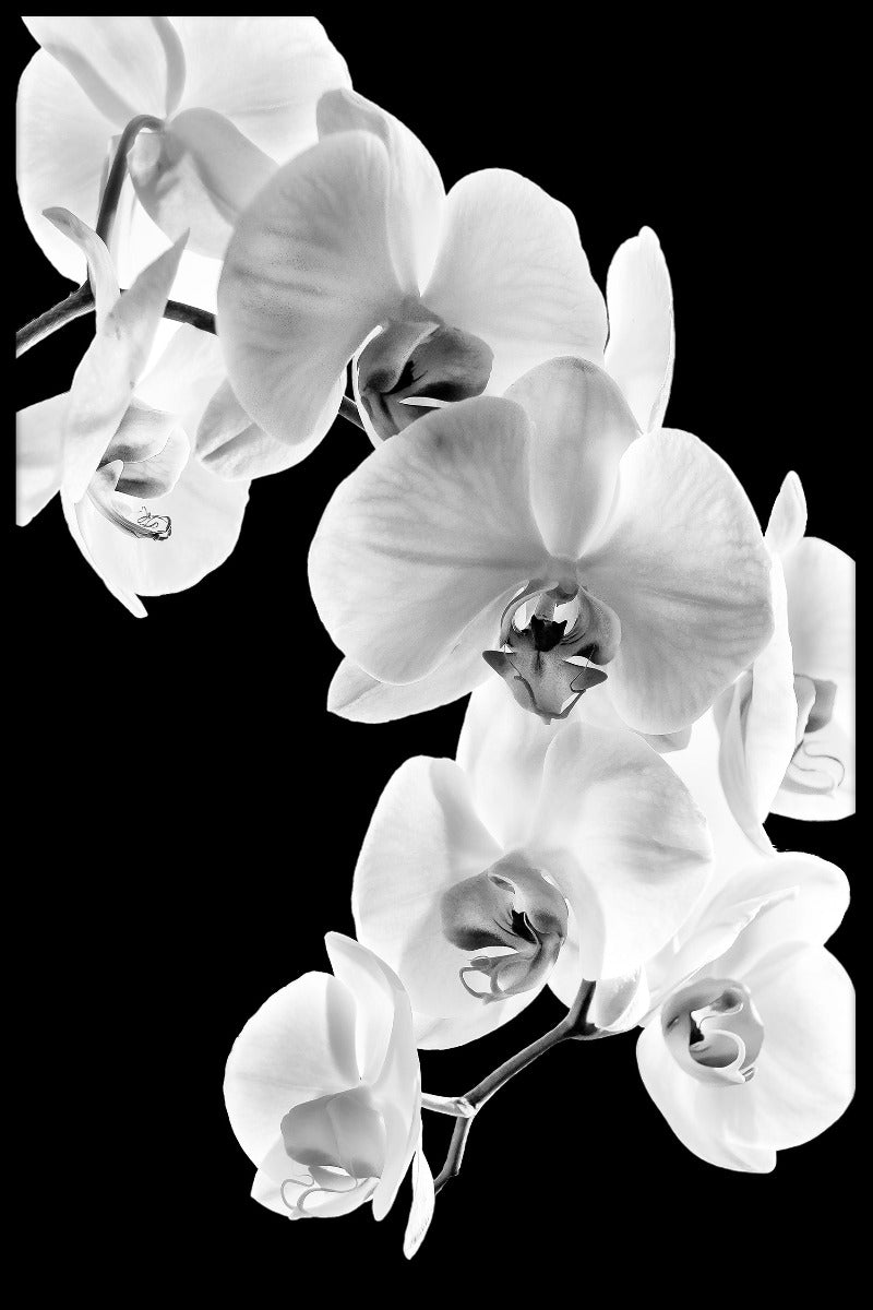  Phalaenopsis orkidé optegnelser