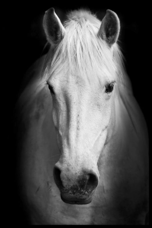  Hvid hest portræt plakat