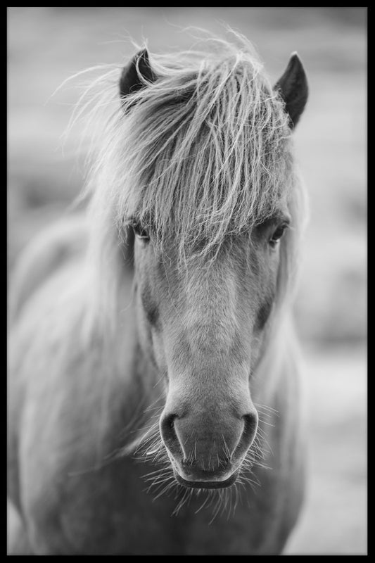  Islandsk hest portræt plakater