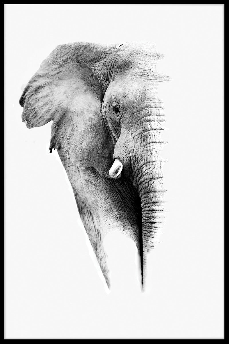  plakat til portræt af hvid elefant