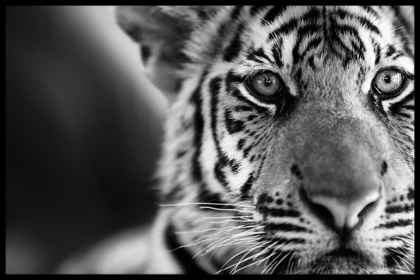  Tiger sort og hvid plakat