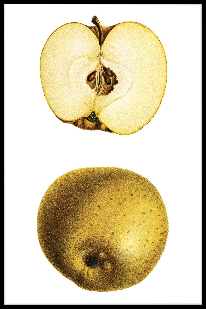  Halve gule æbleposter