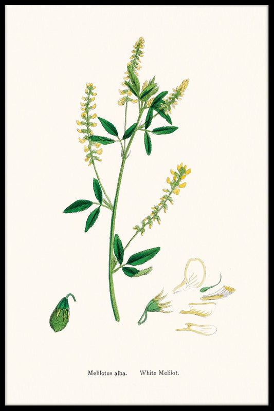  Melilotus Albus optager