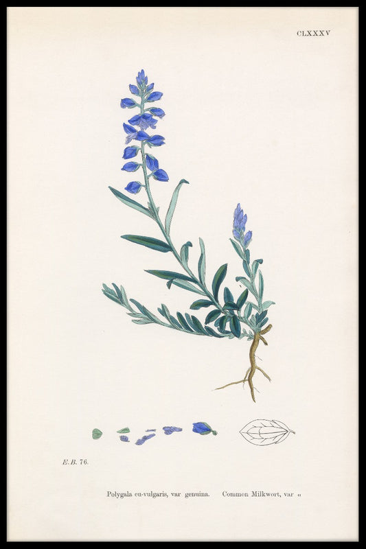  optage Polygala Vulgaris