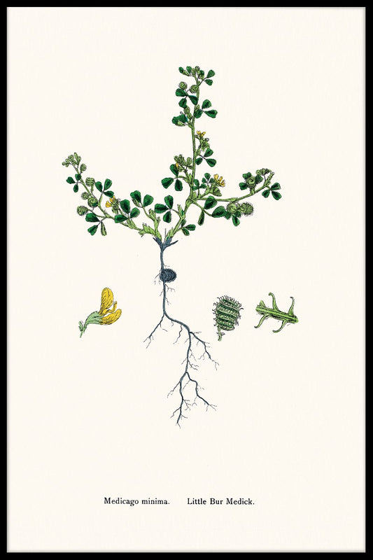  Medicago Minimumsvarer