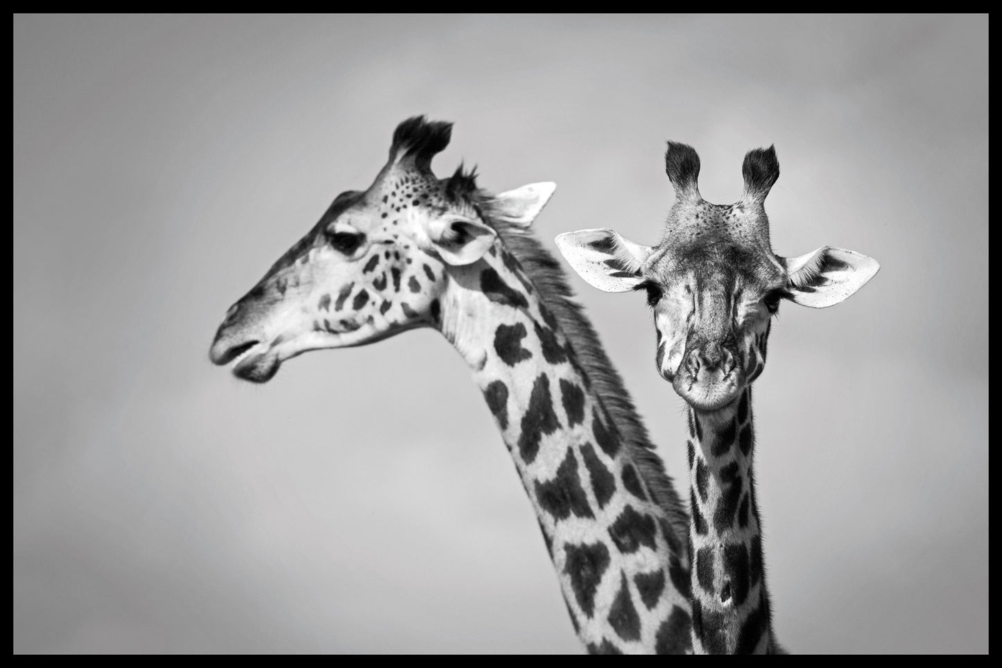  Plakat med to giraffer