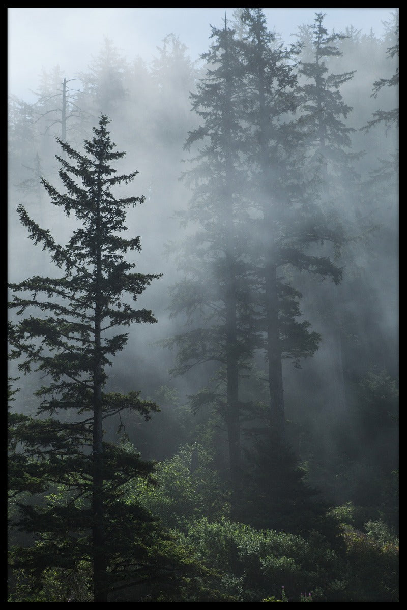  plakater Tåge i den stedsegrønne skov