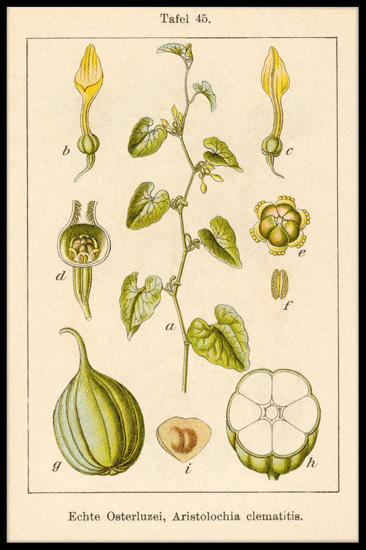  Antik blomma Illustration Birthwort plakat