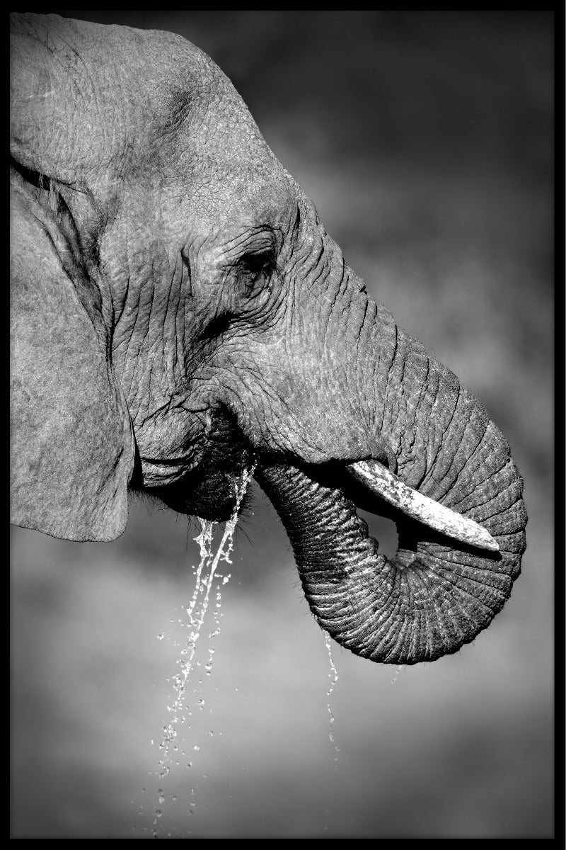  plakater til at drikke elefanter