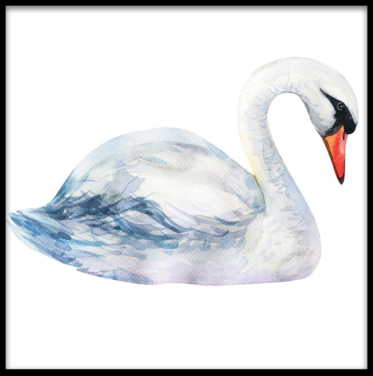  Swan Solo akvarel