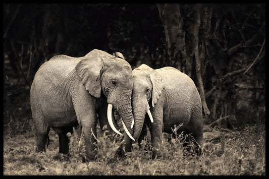  Elephant Love sort og hvid