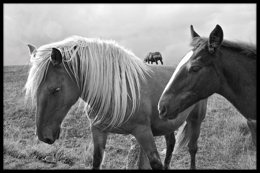  Horses of Abruzzo sort og hvid plakat