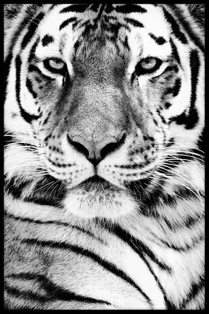  Sibirisk tiger portræt plakat